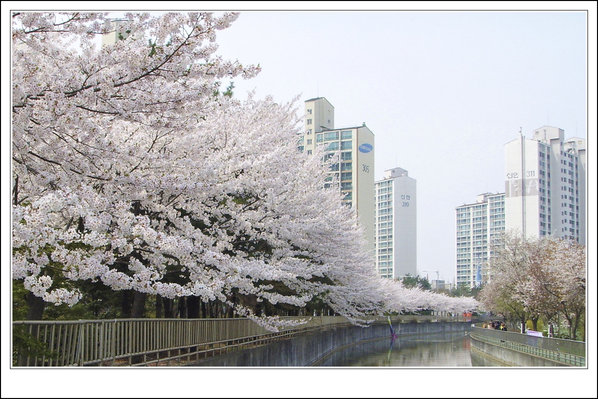 황명주-계양천 벚꽃축제.jpg