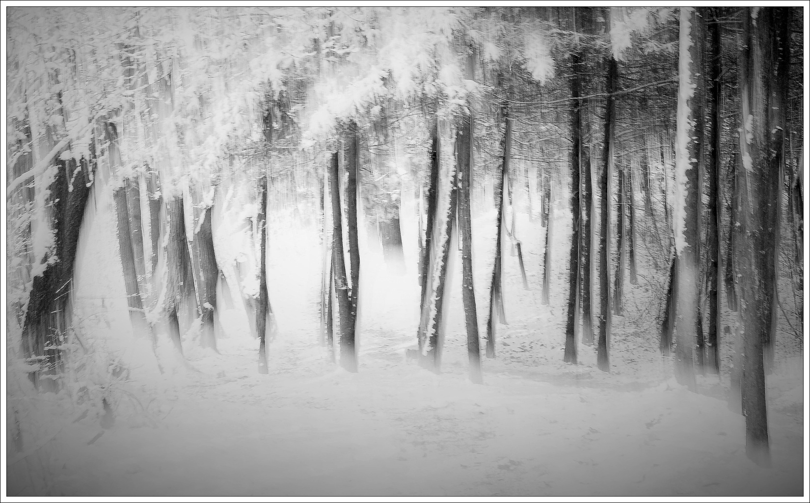 백미화-겨울숲.jpg