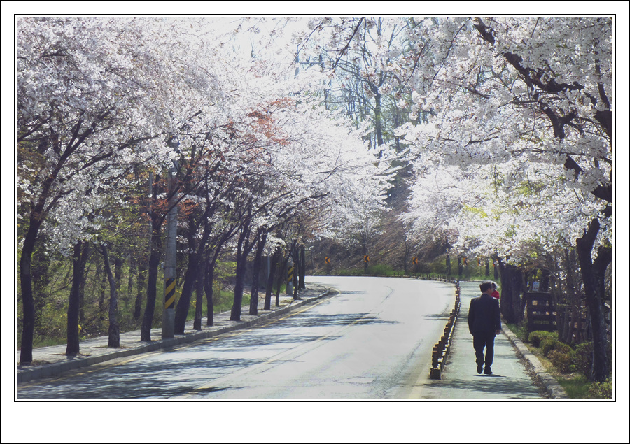 전병호-계양천 벚꽃길.jpg
