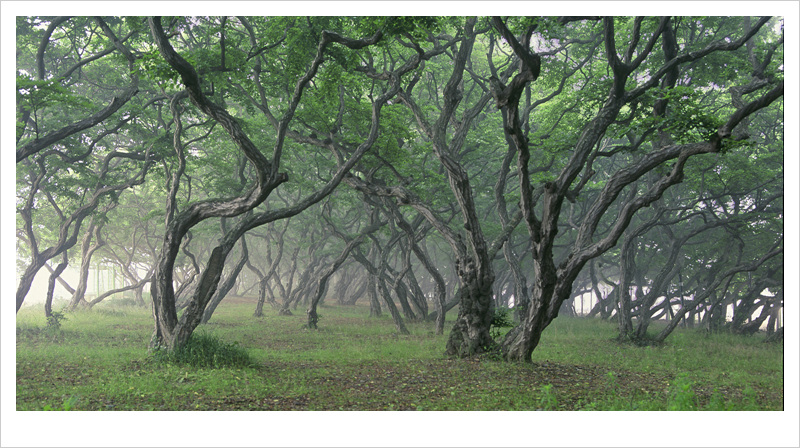 해무속에 소사나무숲.jpg