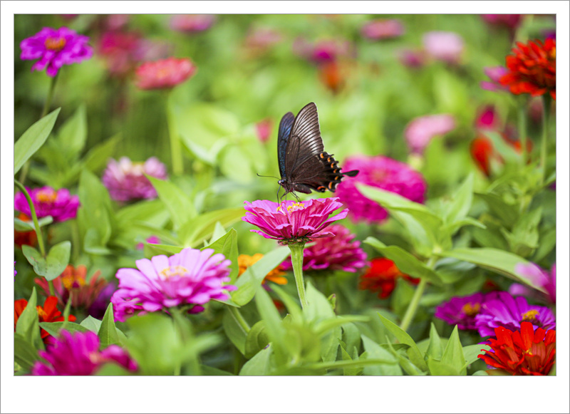 목진석-꽃과나비.jpg